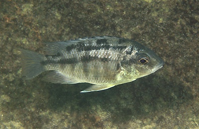 Protomelas dejunctus 'Chinyamwezi Island'